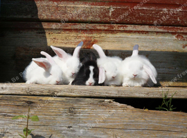 Lop x dutch baby rabbits