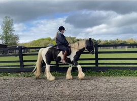 15h hunter, hacking, gelding