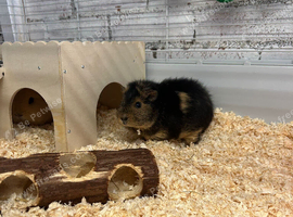 2 bonded teddy girls