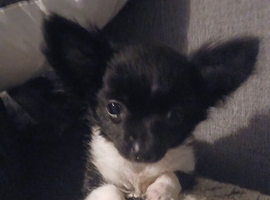 Chiuaha pup for sale