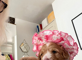 Last female cavapoo