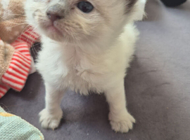 Ragdoll kittens
