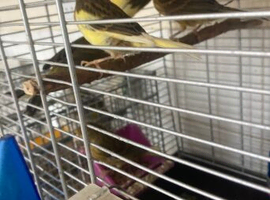6 canaries for sale