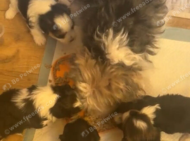 Biewer terrier