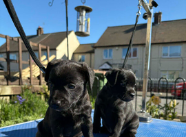 Patterdale terriers boy and girl