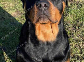 Male stud 5 years old