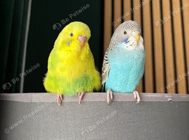 Budgie male and female