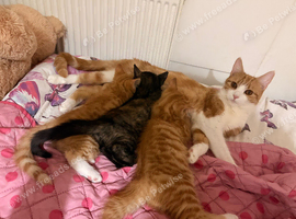 Kittens for sale