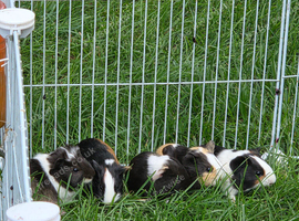 Male guinea pigs for sale