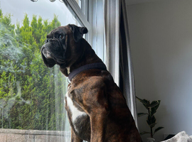 Boxer dog for stud