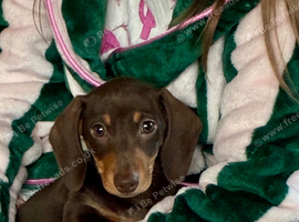 Beautiful Miniature Dachshund Boy
