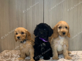 Cockapoos girls and boys