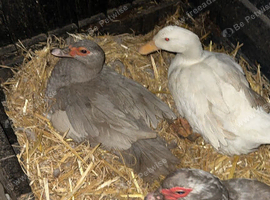 2 Muscovy female ducks open to offers