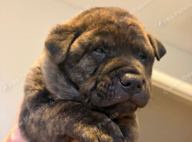 Puppies for sale