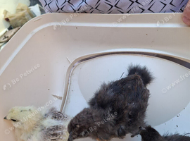 Mixed colours Silkie chicks