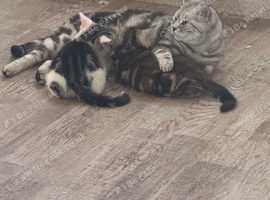 2 x British shorthair kittens