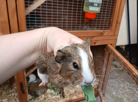Baby guinea pigs