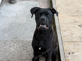 cane corso English bulldog boy fully black