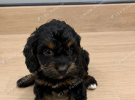 Pra clear cockapoo puppies