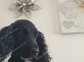 Springer spaniel puppy