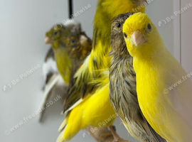 Canaries