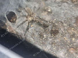 M.BALFOURI 5 for &pound;120