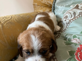 3  lovely CavaJacks for sale