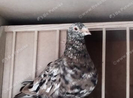 Almond racing pigeons