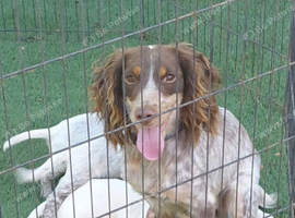 Cocker spaniel