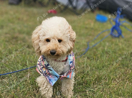 Poochon female