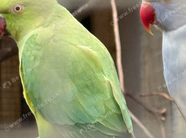 indian ringneck (HEN)