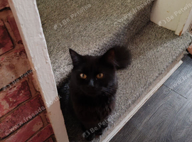 Black boy kitten