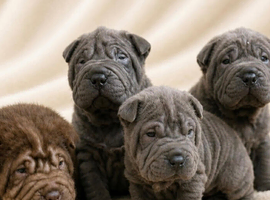 Kc registered sharpei puppies