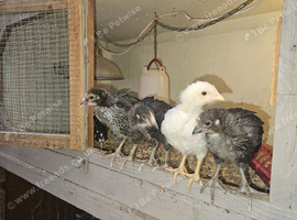 Hybrid chicks