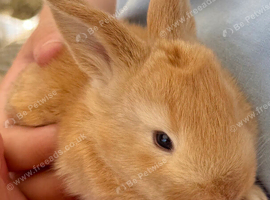 8 week old giant baby male bunny