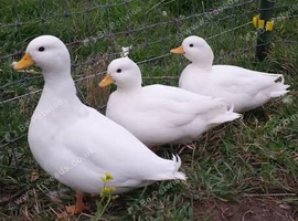 White Call Ducks 2026