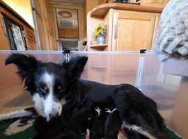 7 beautiful collie pups