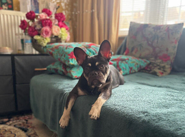 Nyla needs a new home