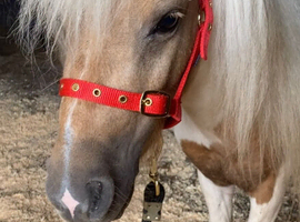 Gorgeous Palomino And White Gelding For Sale