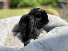 Mini lop female