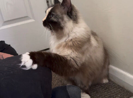 Pedigree Ragdoll