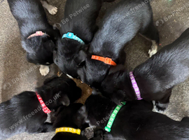 7 beautiful huskadors