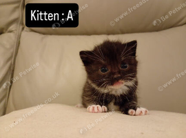 Kittens - ready in 6 weeks!!