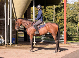 Gorgeous filly sensible ride