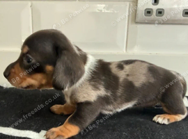 Miniature Dachshund Puppies