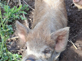 Entire Kune Kune piglets for sale
