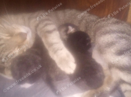 STUNNING ORIENTAL BENGAL HYBRID KITTENS 2 GIRLS 1 BOY RARE COATS BOTH PARENTS CAN BE SEEN READY DECEMBER