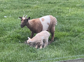 Pygmy goat female pure bred no papers