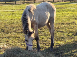6 month old New Forest Pony to make 14hh.