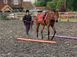 Standardbred cross for sale.